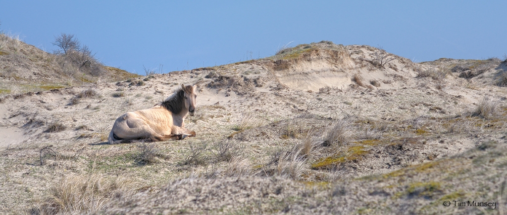 Konik Horses 0410_2.jpg